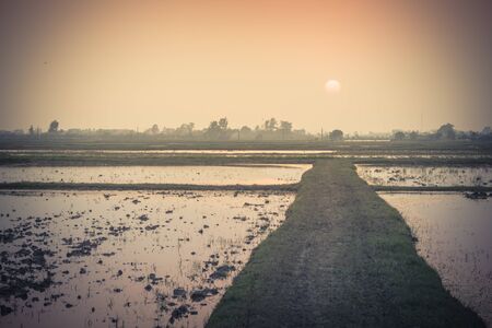 Never ending muddy farm road till horizon on a sunrise sunset at rice field cultivation in countryside North Vietnam. Bunded fields where deepwater rice grown in flooded conditions irrigated lowlandの写真素材