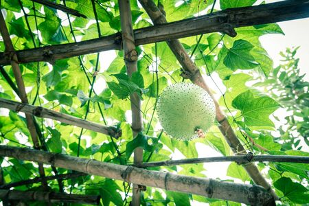 Upward view green Momordica Cochinchinensis or Gac fruit on vines on bamboo trellis in Vietnamの写真素材