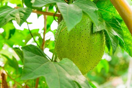 Shallow DOF green Gac fruit (or Momordica Cochinchinensis) hanging on bamboo trellis structure in...