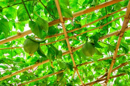 Bamboo trellis with vigorous Gac vines at backyard garden in North Vietnam. Tropical Momordica...