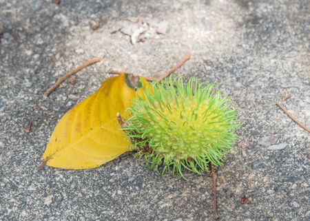 Green rambutan (or nephelium lappaceum) fruit with yellow leaf on concrete floor in Singaporeの写真素材