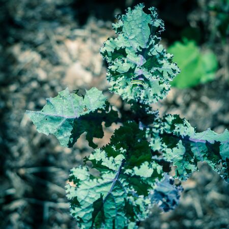 Close up yellow and green caterpillar crawling attack curled kale leaves at raised bed garden in Dallas, Texas, USAの写真素材