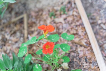 Blossom red-orange nasturtium or nasturtian flowers near broad bean plant on garden bed near Dallas, Texasの写真素材