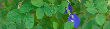Panoramic blossom blue Asian pigeonwings or butterfly pea flower at organic gardenの写真素材
