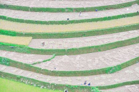 Aerial view ethnic people harvesting rice from terrace field in Mu Cang Chai, Yen Bai, Vietnam