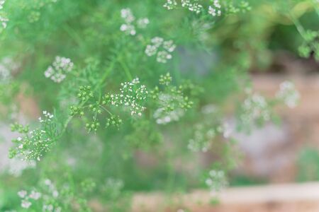 Blossom cilantro white flowers on raised bed in backyard garden near Dallas, Texas, America. Blooming cilantro plant turns coriander seeds ready to harvestの写真素材
