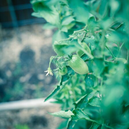 Plenty green tomatoes with flower on vines tree branches at backyard garden near Dallas, Texas, USAの写真素材