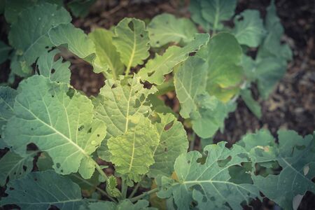Large green vegetable leaves damaged by pests at organic garden near Dallas, Texas, Americaの写真素材