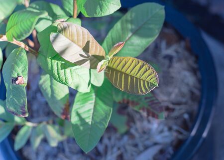 Green young guava leaf on small plant growing in pot at homegrown garden near Dallas, Texas, USAの写真素材