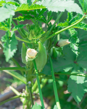 Close-up okra Abelmoschus esculentus flower buds and pods at raised bed garden near Dallas, Texas,...