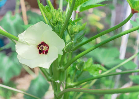 Blooming okra Abelmoschus esculentus flower and pods at raised bed garden near Dallas, Texas, USA