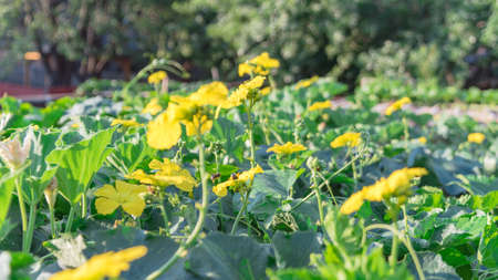 Organic Luffa plant with blossom yellow flowers on pergola at homegrown garden near Dallas, Texas,...