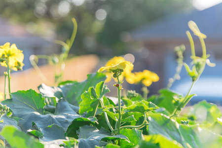 Close-up blossom Luffa plant growing growing on pergola with single family house in background near...