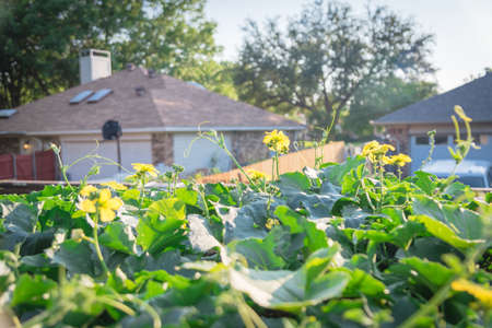 Close-up blossom Luffa plant growing growing on pergola with single family house in background near...