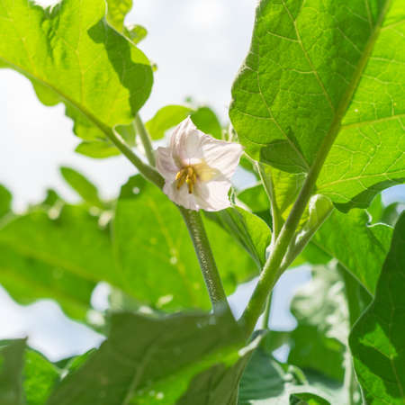 Lookup view of blossom purple eggplant flowers at homegrown garden near Dallas, Texas, USAの写真素材