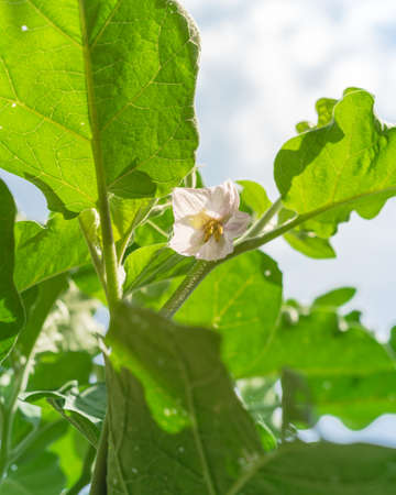 Lookup view of blossom purple eggplant flowers at homegrown garden near Dallas, Texas, USA
