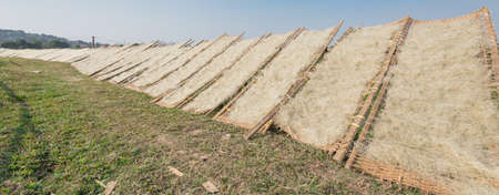 Upward view row of bamboo fences with Vietnamese rice vermicelli drying in the sun outside of Hanoi,...