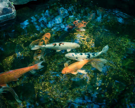 Filtered image mixed color beautiful koi fishes swimming at clear pond in botanic garden near Dallas, Texas, USAの写真素材