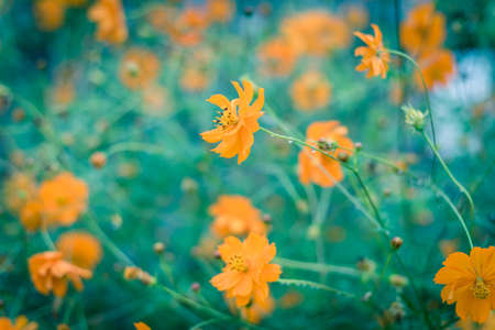 Vintage photo blooming yellow sulfur cosmos bush with rain drops at organic garden near Dallas,...
