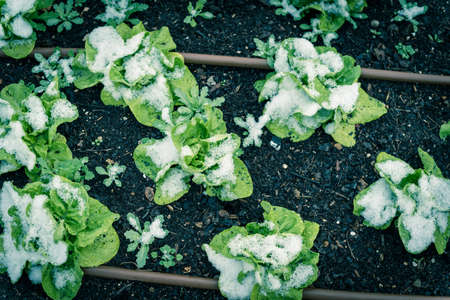 Lettuce plants under snow covered at raised bed garden near Dallas, Texas, USA