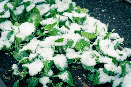 Homegrown Asian bok choy on backyard garden with snow covered in Dallas, Texas, USAの写真素材