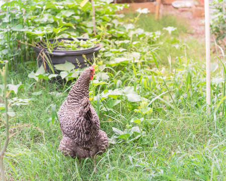 Free range Marans breed laying egg hen chicken at organic vegetable garden near Dallas, Texas, USAの写真素材