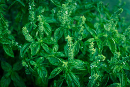 Full background view of blooming sweet basil flower and white petals at backyard garden in Texas, USAの写真素材