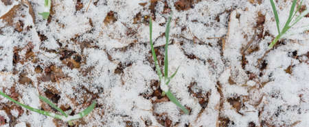Panoramic top view garlic raised bed garden with leaves mulch and snow covered in Texas, USA