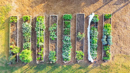 Aerial view community garden with wooden pergola, row of raised planting beds near concrete pathway in Dallas, Texas, America. Public allotment patches with organic leafy greensの写真素材