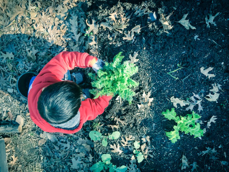 Toned photo of Asian toddler boy harvesting carrot from backyard garden near Dallas, Texas, America....