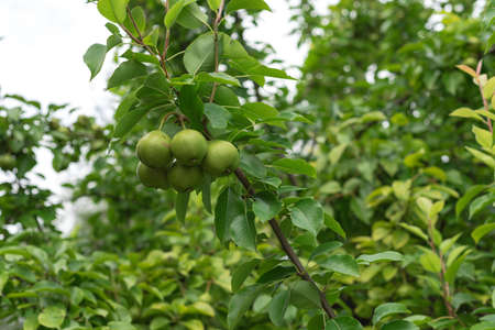 Pear trees with abundant of fruit hanging on branch at homestead farm orchard near Dallas, Texas, America.の写真素材