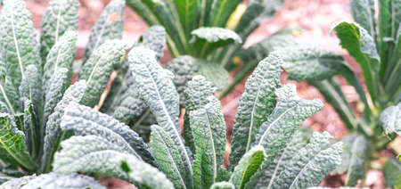 Panorama view homegrown Lacinato Kale plants growing in vegetable garden near Dallas, Texas,...