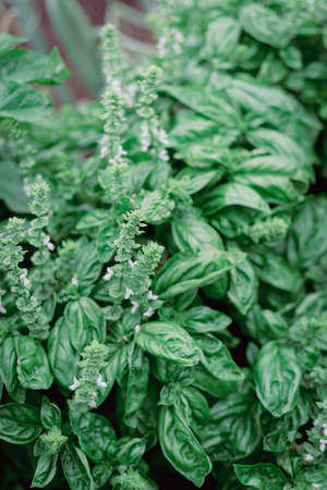 Toned photo of homegrown Genovese basils with blooming flowers (bolting) at backyard garden near Dallas, Texas, America. Blurred raised bed garden in background.の写真素材