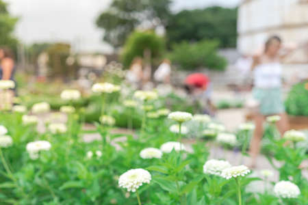 Blurry view public flower garden with visitors in a sunny day in Waco, Texas, America. Motion blurred blossom white zinnia flower square with tourist.の写真素材