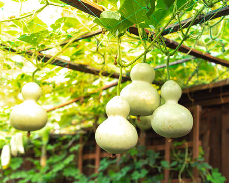 Birdhouse gourd hanging on vines near wooden fence at homestead garden near Dallas, Texas, America. Hard-shelled calabash fruit ready to harvest