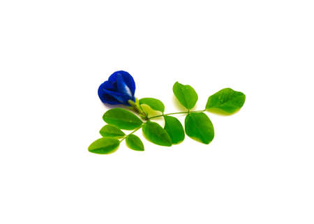Butterfly pea flowers with green leaves isolated on white background. Homegrown Clitoria ternatea,...