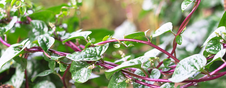 Panorama view red Malabar spinach Basella alba vines stake trellis growing at organic garden near Dallas, Texas, America. It is an edible perennial vine in the family Basellaceaeの写真素材