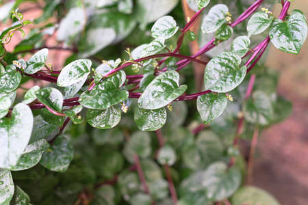 Close-up red Malabar spinach Basella alba leaves with water drops growing at organic garden near Dallas, Texas, America. It is an edible perennial vine in the family Basellaceaeの写真素材