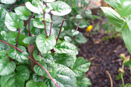 Close-up red Malabar spinach Basella alba leaves with water drops growing at organic garden near Dallas, Texas, America. It is an edible perennial vine in the family Basellaceaeの写真素材