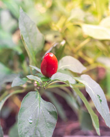 Close up one red jalapeno fruit on branch at organic garden near Dallas, Texas, America. Naturally ripen jalapeno on vine ready to harvest.の写真素材