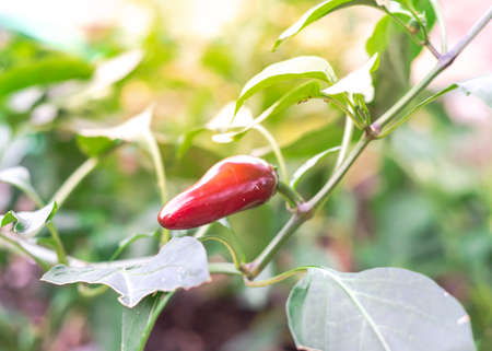 Red and green jalapeno fruit on branch at organic garden near Dallas, Texas, America. Naturally ripen jalapeno on vine ready to harvest.の写真素材