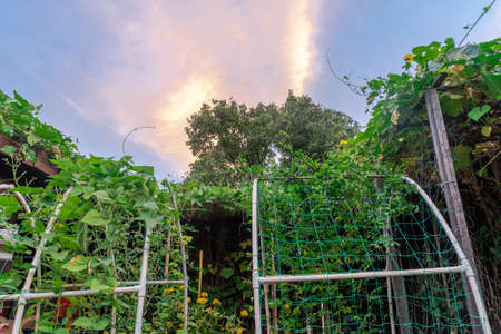 Urban homestead garden with PVC arbor trellis and luffa vines growing under sunrise cloud near...