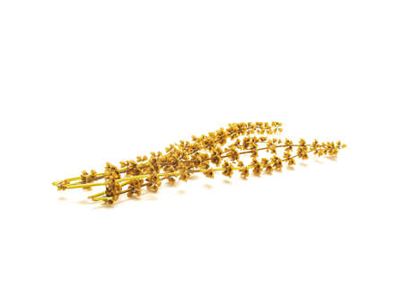 Group of dried sweet basil seed pods isolated on white background. Collecting and saving Italian sweet basil seeds from matured basil flower.の写真素材