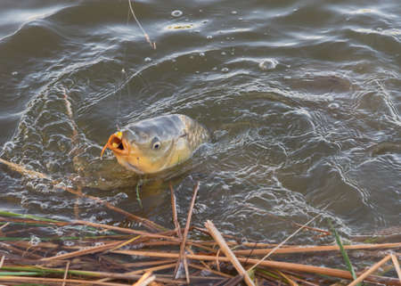 Bank fishing with large common carp on the hook near Dallas, Texas, America. European carp (Cyprinus carpio) freshwater with sweet corn bait and circle hook, mono line rig tackleの写真素材