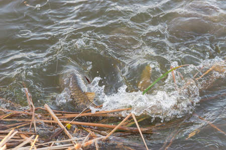 Bank fishing with large common carp on the hook near Dallas, Texas, America. European carp (Cyprinus...