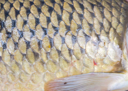Close-up Common carp scales and pectoral fin in full frame background view. Fish scales pattern and...