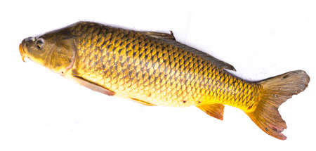 Top view close-up large common carp fish isolated on white background. Freshwater European carp (Cyprinus carpio) in Texas, Americaの写真素材