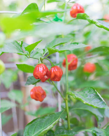Organic red Habanero fruits on the plant ready for picking at homestead backyard garden near Dallas,...