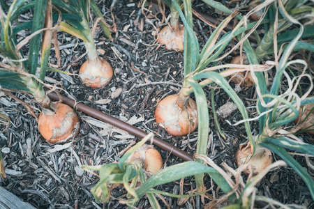 Toned image light yellow onion bulbs ready to harvest at backyard garden with tube irrigation system near Dallas, Texas, America. Homegrown brown Allium cepa root crop on soil compost with mulchの写真素材