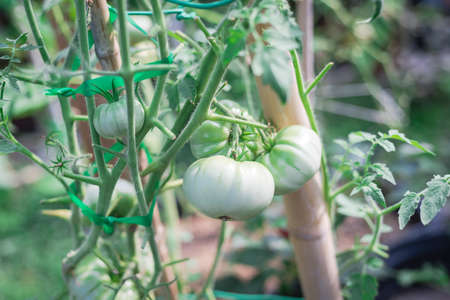 Cluster of green white tomatoes on vine with stretch ties and bamboo stake at organic backyard...